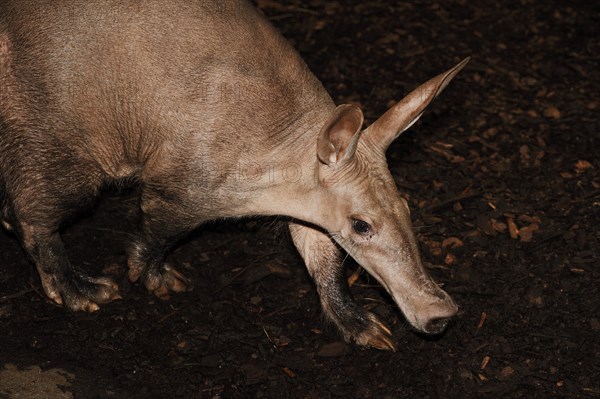 Aardvark (Orycteropus afer), captive, occurrence in Africa