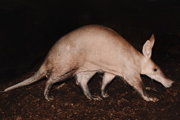 Aardvark (Orycteropus afer), captive, occurrence in Africa