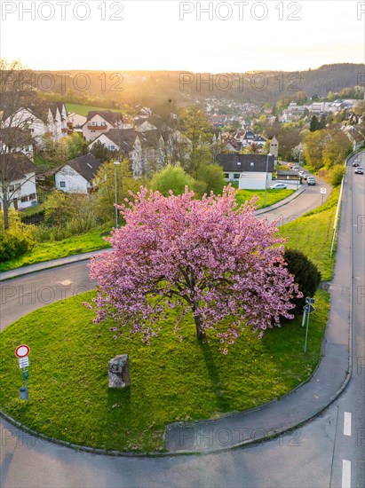 An aerial view of a blossoming tree in the centre of a roundabout in a residential area at dusk, spring, Calw, Black Forest, Germany, Europe
