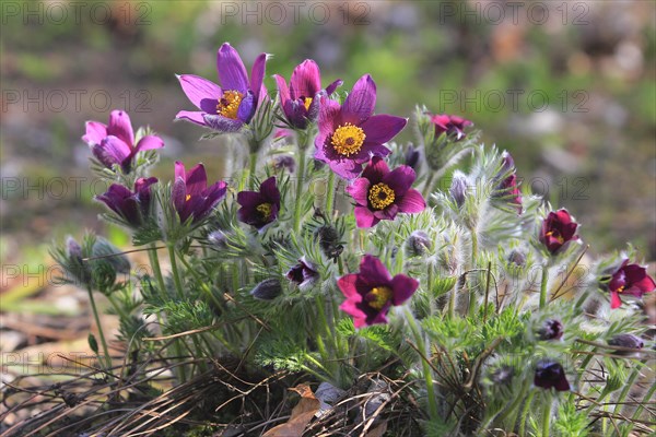 Common pasque flower (Pulsatilla vulgaris), North Rhine-Westphalia, Germany, Europe