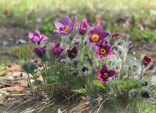 Common pasque flower (Pulsatilla vulgaris), North Rhine-Westphalia, Germany, Europe