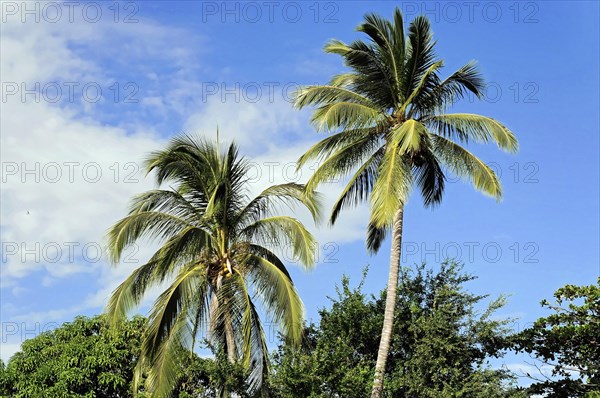 Granada, Nicaragua, Two tall palm trees under a clear blue sky with sparse clouds, Central America, Central America