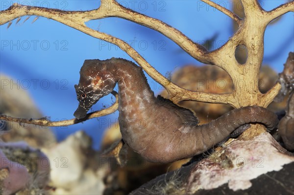 Short-snouted seahorse (Hippocampus hippocampus), captive, occurring in the Atlantic Ocean and Mediterranean Sea