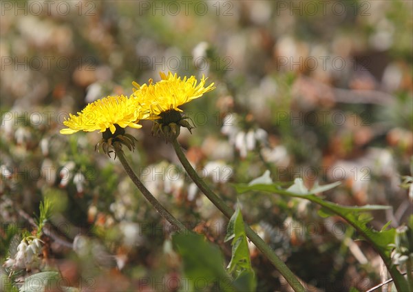 Two common dandelion (Taraxacum officinale), between winter heath (Erica carnea), North Rhine-Westphalia, Germany, Europe