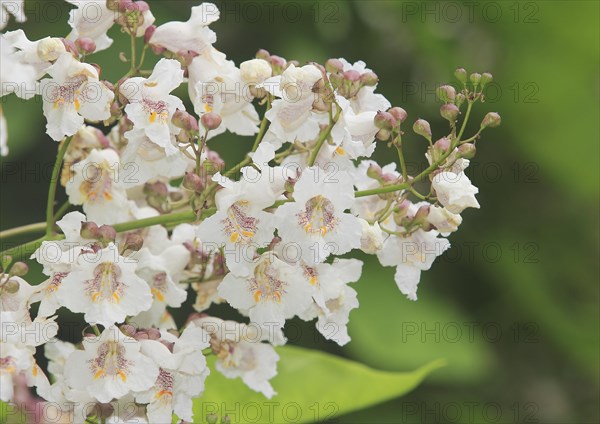 Southern catalpa (Catalpa bignonioides), cigar tree and Indian bean tree