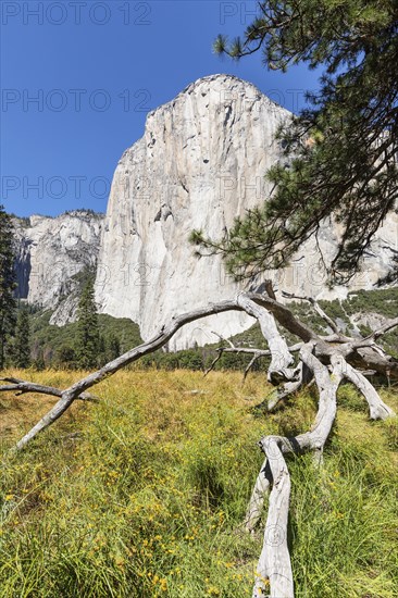 El Capitan, Vosemity Valley, Yosemite National Park, California, United States, USA, Yosemite National Park, California, USA, North America