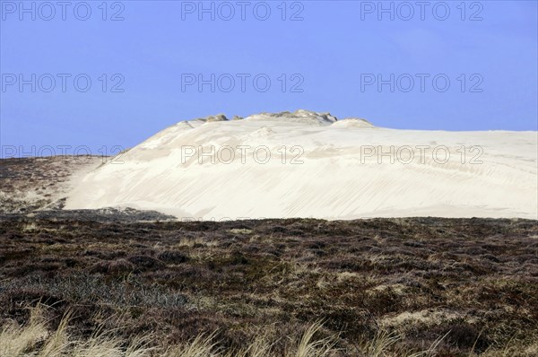 Sylt, North Frisian Island, Schleswig Holstein, Wide sand dunes with sparse grass cover under a blue sky, Sylt, North Frisian Island, Schleswig Holstein, Germany, Europe