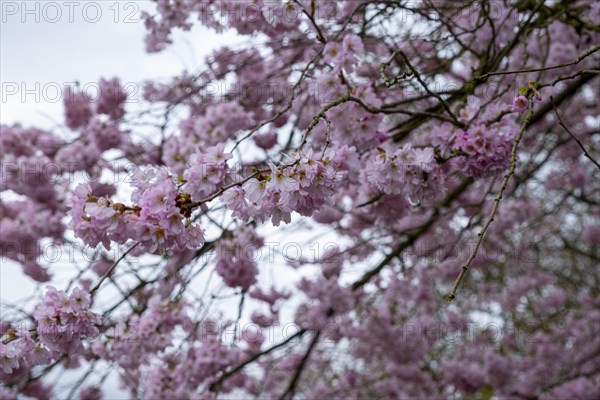 Blossoming cherry tree, ornamental cherry, in the castle park, Ludwigslust, Mecklenburg-Vorpommern, Germany, Europe