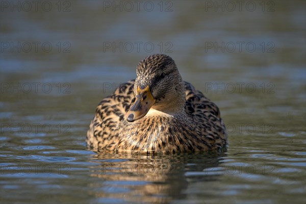 Mallard (Anas platyrhynchos), female, Oberhausen, Ruhr area, North Rhine-Westphalia, Germany, Europe