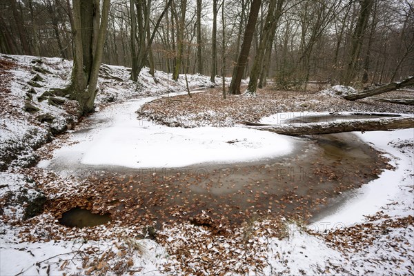 Rotbach, near-natural stream, stream loop, beech forest, with ice and snow, between Bottrop and Oberhausen, Ruhr area, North Rhine-Westphalia, Germany, Europe