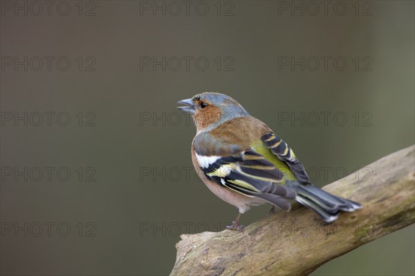 Common chaffinch (Fringilla coelebs), adult bird, singing male, Dingdener Heide nature reserve, North Rhine-Westphalia, Germany, Europe