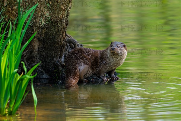 Eurasian otter, European river otter (Lutra lutra) on riverbank, river bank. Captive
