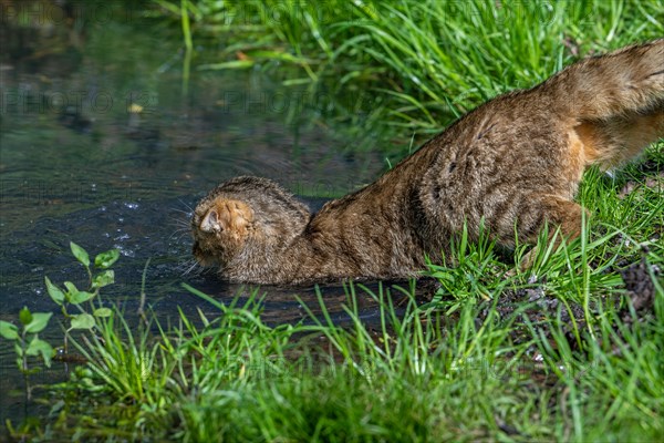 Hunting European wildcat, wild cat (Felis silvestris silvestris) jumping in water of pond to catch fish, frog. Captive