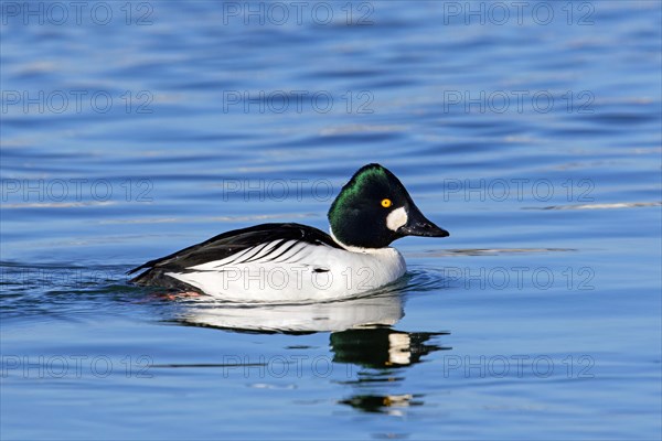 Common goldeneye (Bucephala clangula) adult male swimming along the North Sea coast in winter