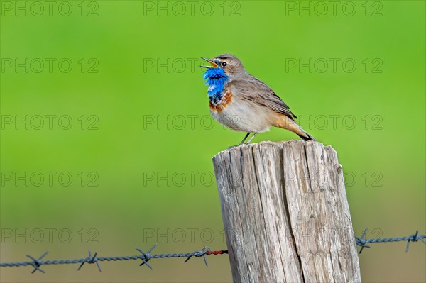 Bluethroat (Luscinia svecica cyanecula, Motacilla svecica) male calling from wooden fence post along meadow in wetland in spring