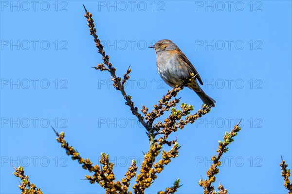 Dunnock, hedge accentor (Prunella modularis, Motacilla modularis) perched in sea buckthorn shrub in spring