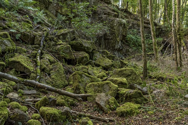 Mossy basalt rocks, block pile and former quarry for basalt in the beech forest, Raumertswald, volcano, Vogelsberg Volcano Region nature park Park, rest area, Nidda, Wetterau, Hesse, Germany, Europe