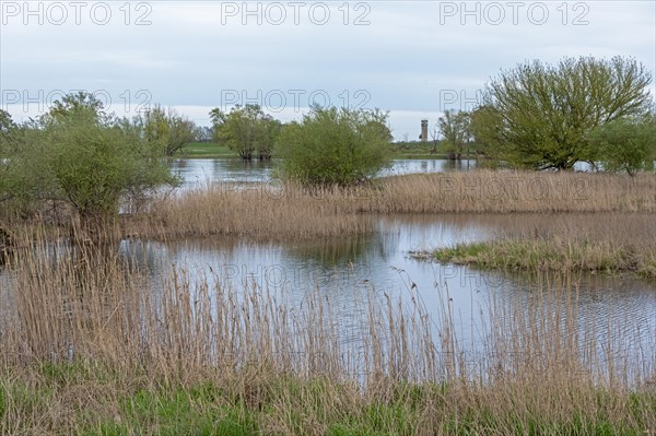 Former watchtower of the GDR, watchtower, trees, reeds, water, Elbe, Elbtalaue near Bleckede, Lower Saxony, Germany, Europe