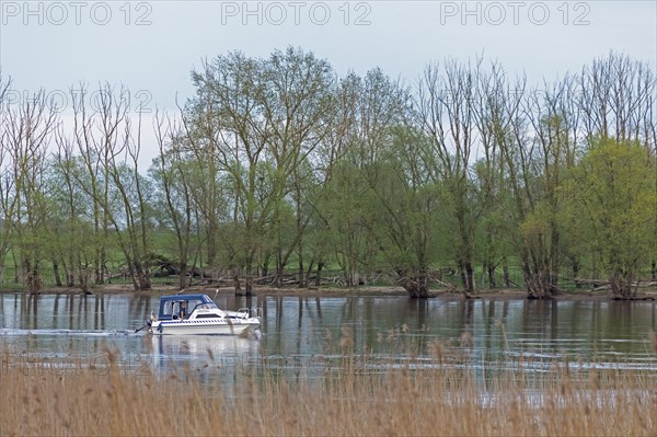 Trees, reeds, water, motorboat, Elbe, Elbtalaue near Bleckede, Lower Saxony, Germany, Europe