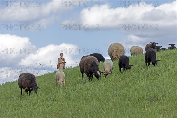 Woman observing flock of sheep, sheep, lambs, white, black, Elbe dyke near Bleckede, Lower Saxony, Germany, Europe