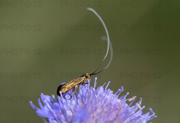 Scabiosa longhorned moth (Nemophora metallica), Valais, Switzerland, Europe