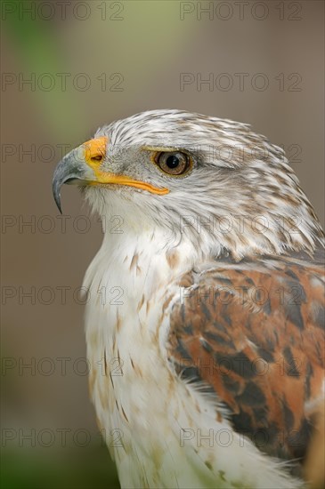 Ferruginous hawk (Buteo regalis), portrait, captive, occurrence in North America