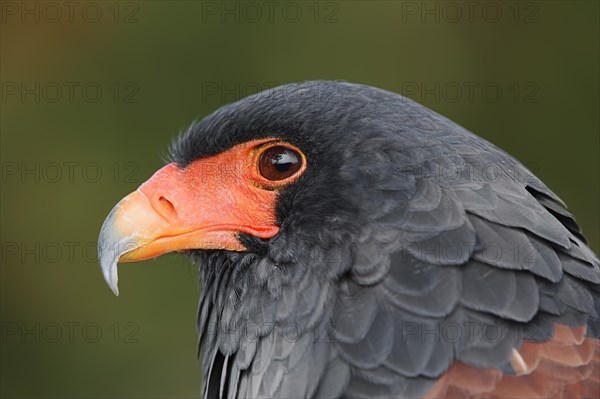 Bateleur (Terathopius ecaudatus), portrait, captive, occurrence in Africa