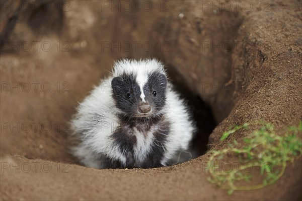 Striped skunk (Mephitis mephitis), juvenile at the burrow, captive, occurrence in North America