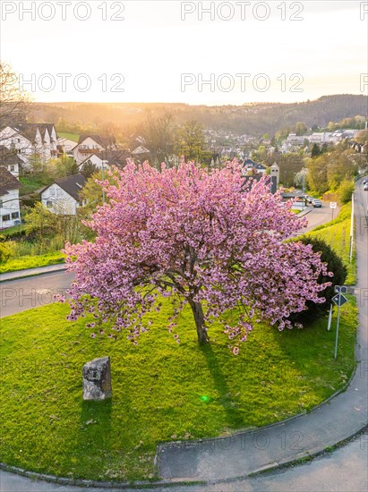 A peaceful scene with a blossoming tree on a street corner during dusk in a suburb, spring, Calw, Black Forest, Germany, Europe
