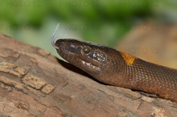 Bismarck's ring python or bismarck ringed python (Bothrochilus boa) lambent, portrait, captive, occurring in Papua New Guinea