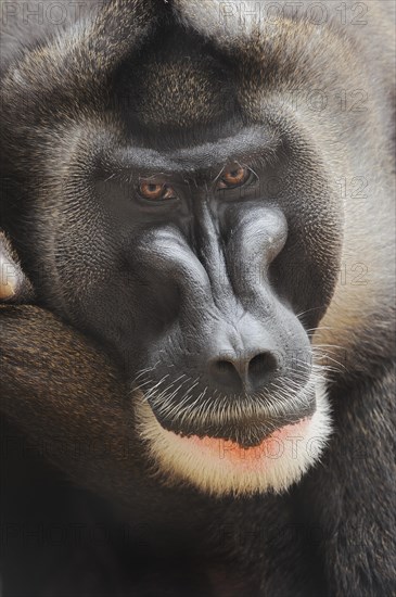 Drill (Mandrillus leucophaeus), male, portrait, captive, occurrence in Africa