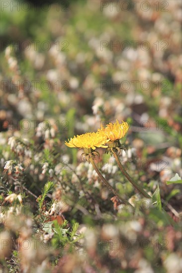 Two common dandelion (Taraxacum officinale), between winter heath (Erica carnea), North Rhine-Westphalia, Germany, Europe