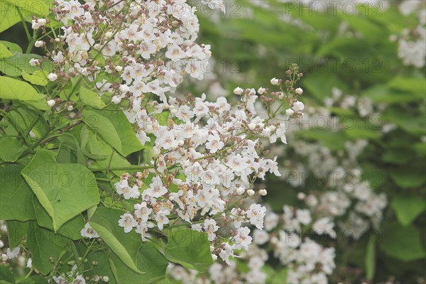 Southern catalpa (Catalpa bignonioides), cigar tree and Indian bean tree