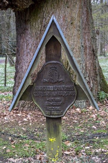 Old oak tree with the tomb of Heinrich XXXVIII Prince Reuss in Ludwigslust Castle Park, Mecklenburg-Vorpommern, Germany, Europe