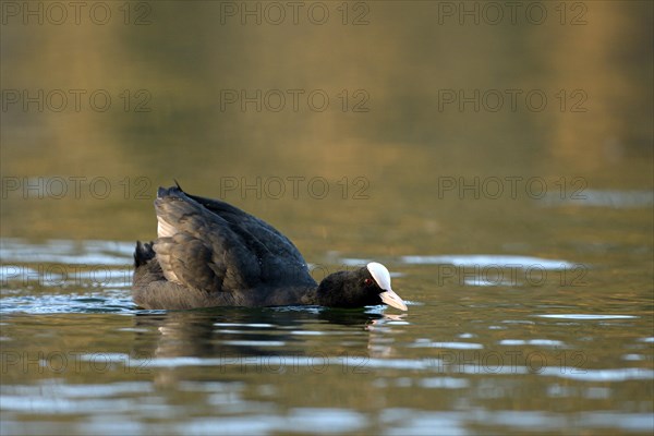 Eurasian Coot rail, coot (Fulica atra), threatening adult bird, territorial behaviour, courtship, Oberhausen, Ruhr area, North Rhine-Westphalia, Germany, Europe