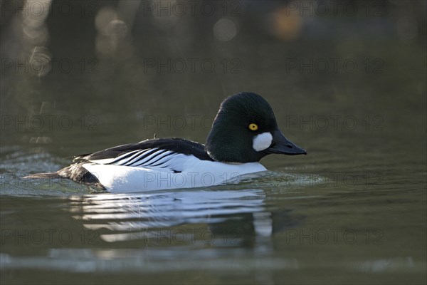 Common goldeneye (Bucephala clangula), drake in mating plumage, Oberhausen, Ruhr area, North Rhine-Westphalia, Germany, Europe