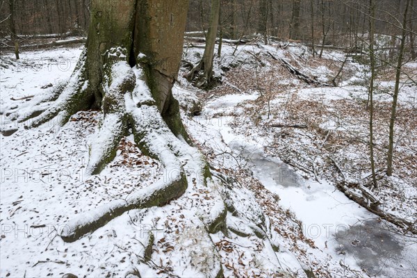 Handbach, tributary to the Rotbach, near-natural stream, beech forest, with ice and snow, between Bottrop and Oberhausen, Ruhr area, North Rhine-Westphalia, Germany, Europe