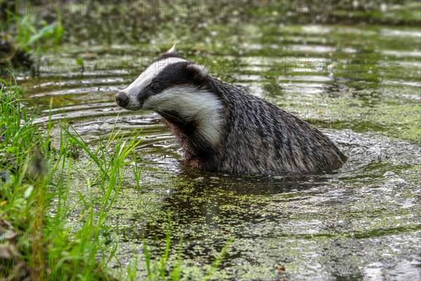 European badger, Eurasian badger (Meles meles) female bathing in shallow water of pond in forest at dusk