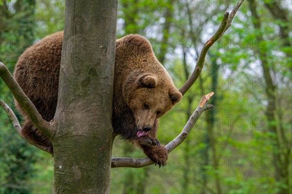 European brown bear (Ursus arctos) in tree licking front paw in forest
