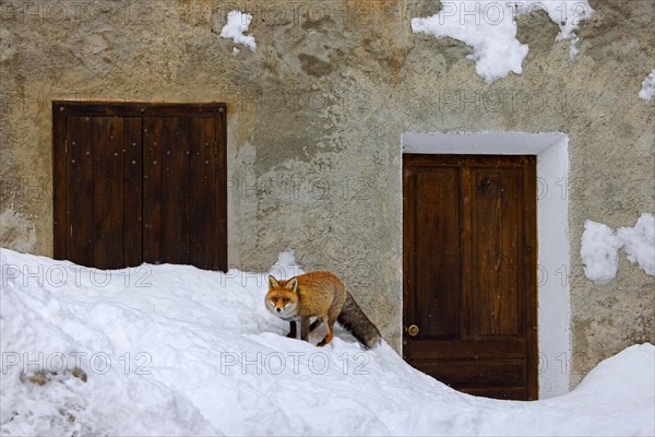 Urban red fox (Vulpes vulpes) scavenging among houses in remote village in the snow in winter in the Alps