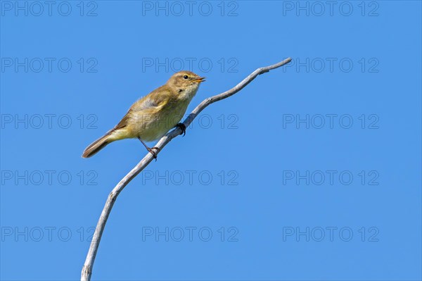 Common chiffchaff (Phylloscopus collybita) singing from dead branch in bush in early spring