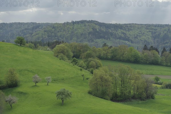 Spring in the Swabian-Franconian Forest nature park Park, fruit blossom, fruit tree, Limpurger Berge, Buchhorn, Limpurger Land, Michelbach, Bilz, April, Schwaebisch Hall, Hohenlohe, Heilbronn-Franken, Baden-Wuerttemberg, Germany, Europe