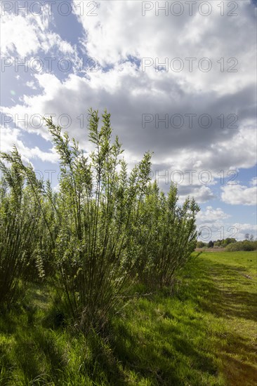 Clouds over plantation, young willows, near Bleckede, Lower Saxony, Germany, Europe