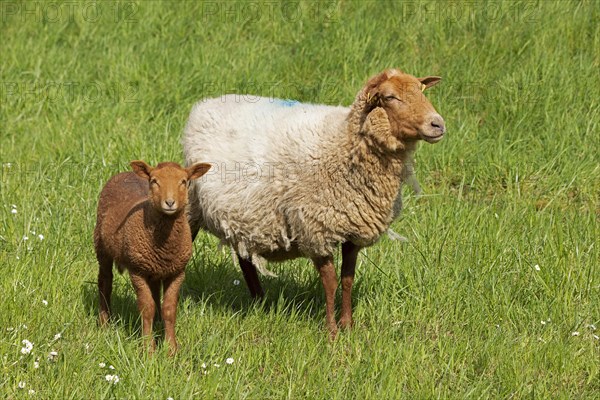 Ewe, lamb, brown, sheep, Elbe dike near Bleckede, Lower Saxony, Germany, Europe
