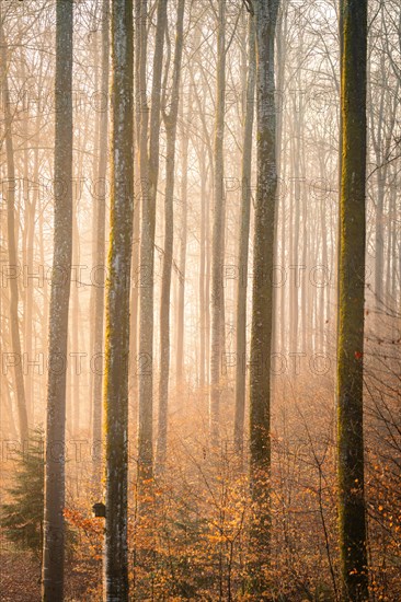 Morning mist floods an autumn forest, with the sunlight bathing the scene in golden hues, Calw, Black Forest, Germany, Europe
