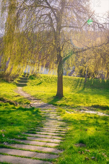 A shady stairway under willow trees in a relaxed park, spring, Calw, Black Forest, Germany, Europe