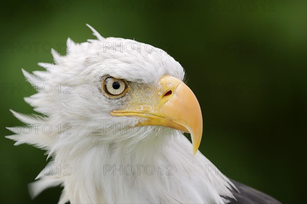 Bald eagle (Haliaeetus leucocephalus), portrait, captive, occurrence in North America