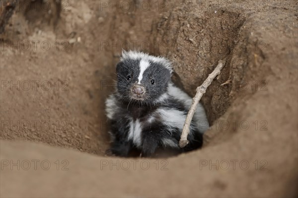 Striped skunk (Mephitis mephitis), juvenile at the burrow, captive, occurrence in North America