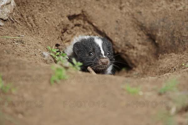 Striped skunk (Mephitis mephitis), juvenile at the burrow, captive, occurrence in North America