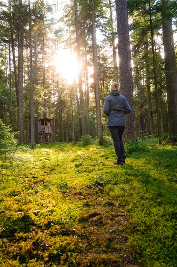 A person walks towards a high seat while the morning sun illuminates the forest path, Calw, Black Forest, Germany, Europe